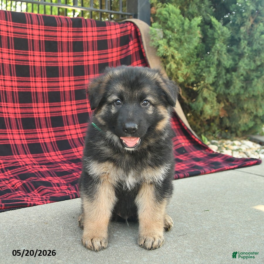 Mixed Breed dogs Reed  - Ad 2