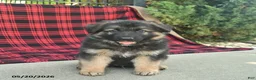 Mixed Breed dogs for sale: Reed  - Ad 2