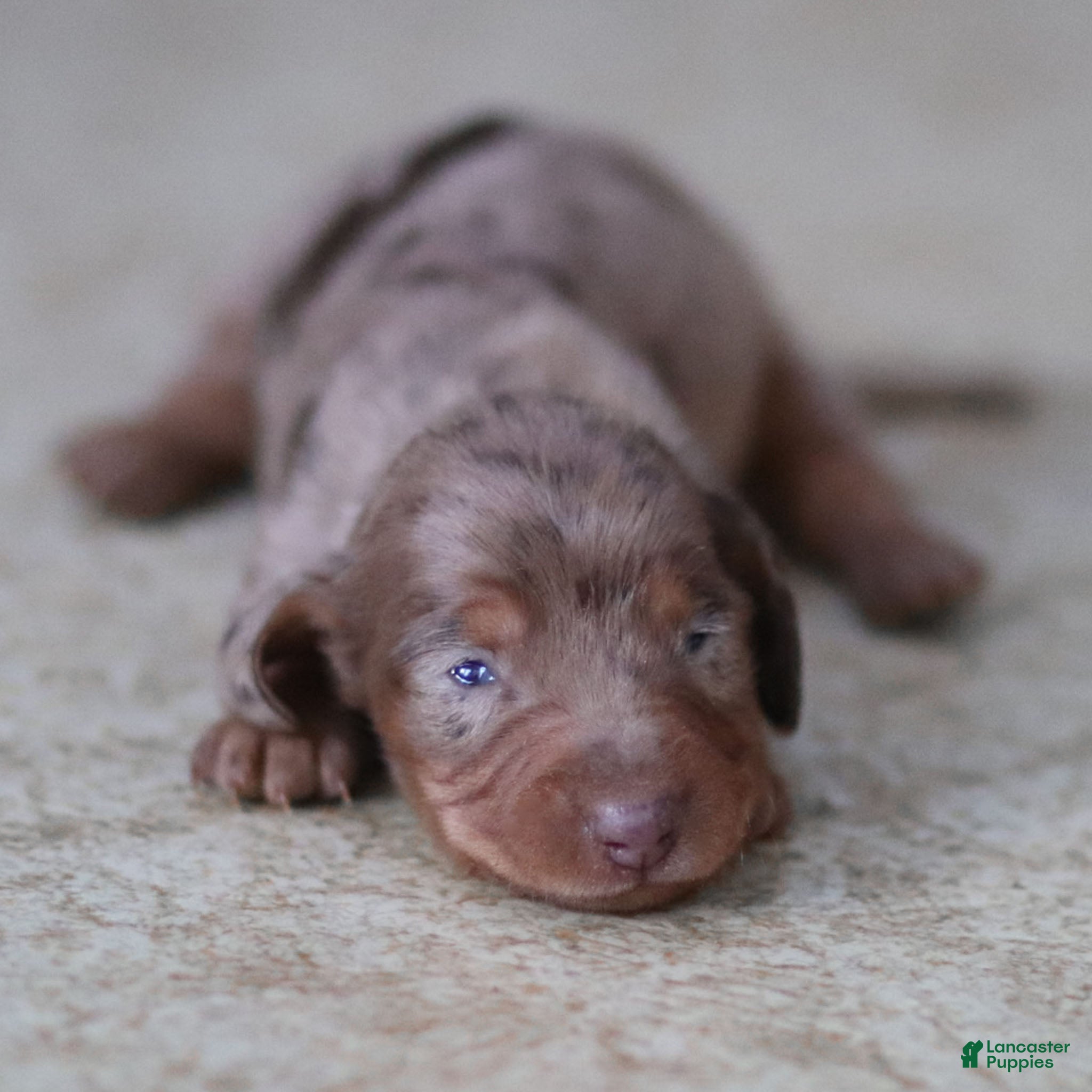 Miniature Dachshund dogs Juliet - Ad 3