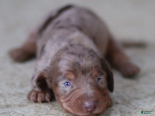 Miniature Dachshund dogs Juliet - Ad 3