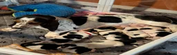 Basset Hound dogs for sale: Purple (Ellie May) - Ad 10