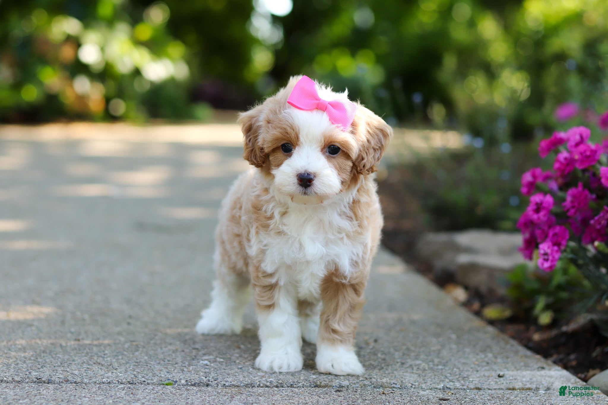 Cavapoo dogs for sale: Haven - Ad 7