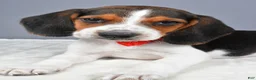 Beagle dogs for sale: Odin - Ad 3