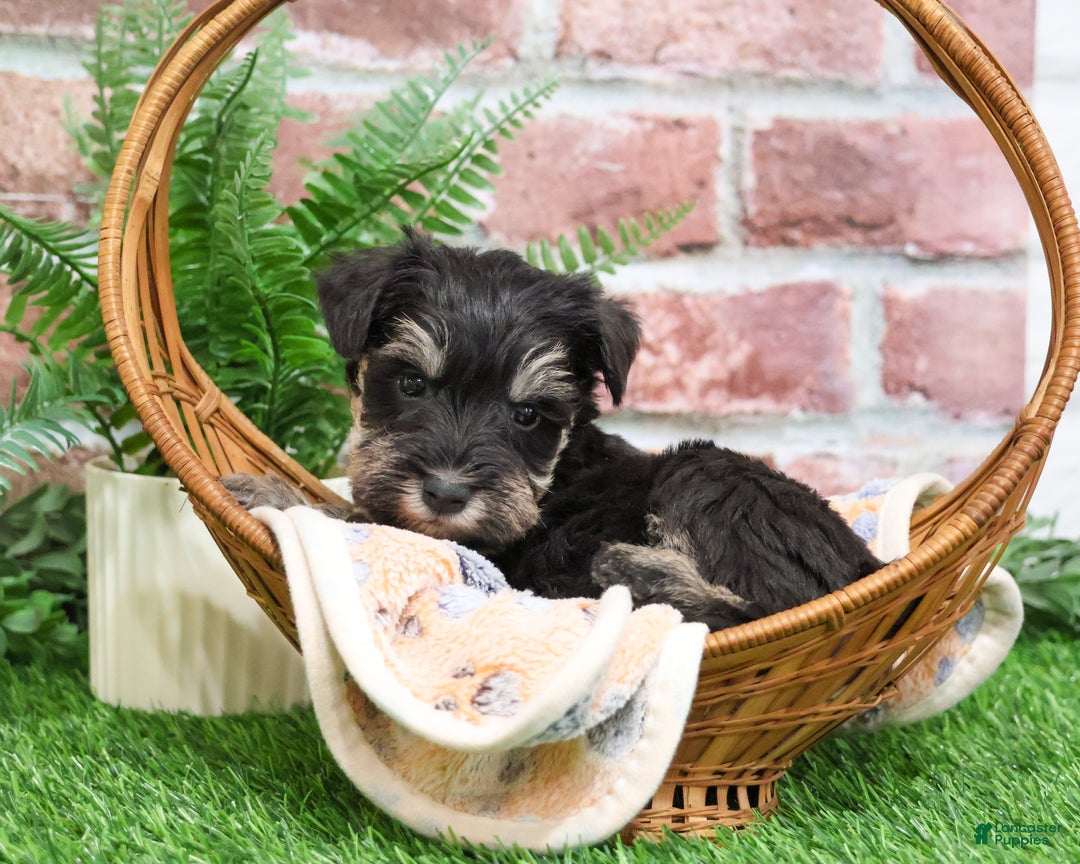 Miniature Schnauzer dogs for sale: Tyson - Ad 1