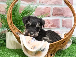 Miniature Schnauzer dogs Tyson - Ad 27
