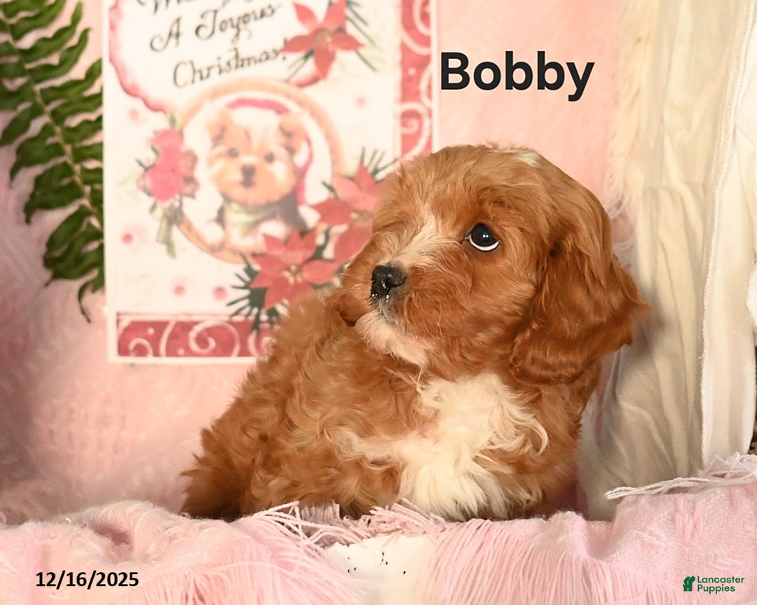 Cavapoo dogs for sale: Bobby - Ad 2