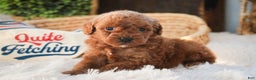 Miniature Poodle dogs for sale: Finnigan - Ad 1
