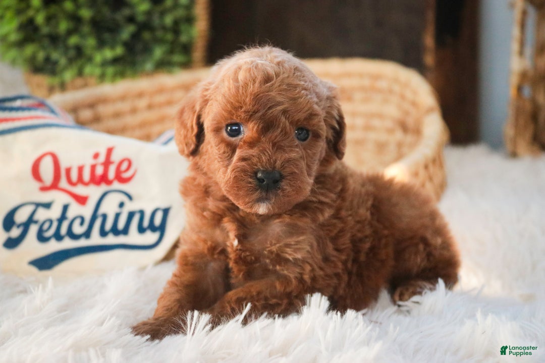 Miniature Poodle dogs for sale: Finnigan - Ad 1