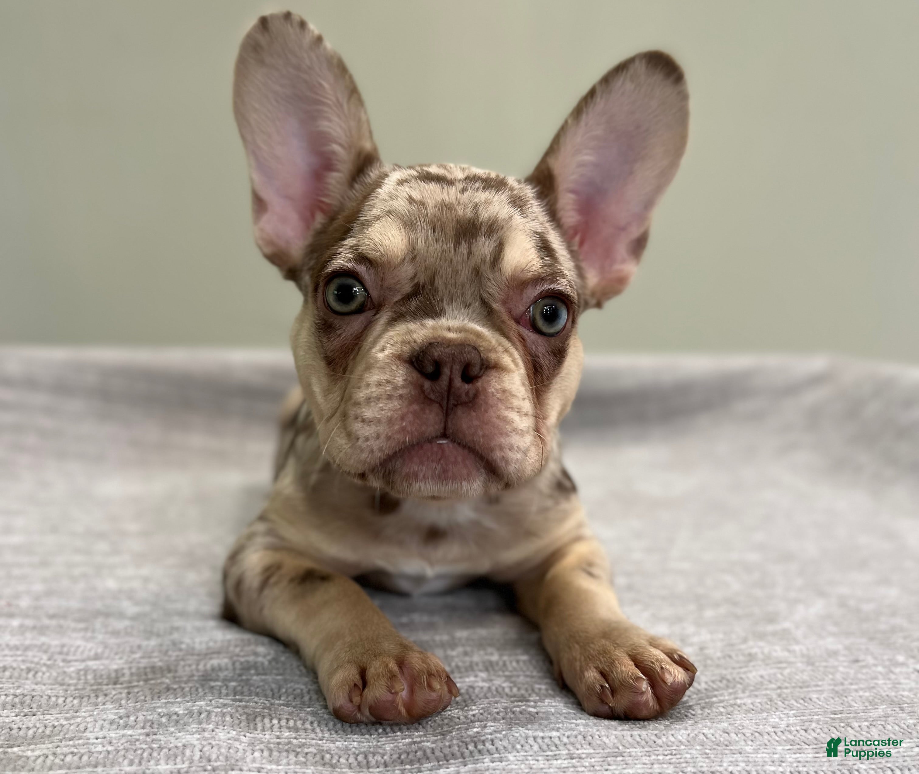 French Bulldog dogs for sale: Shelly - Ad 6