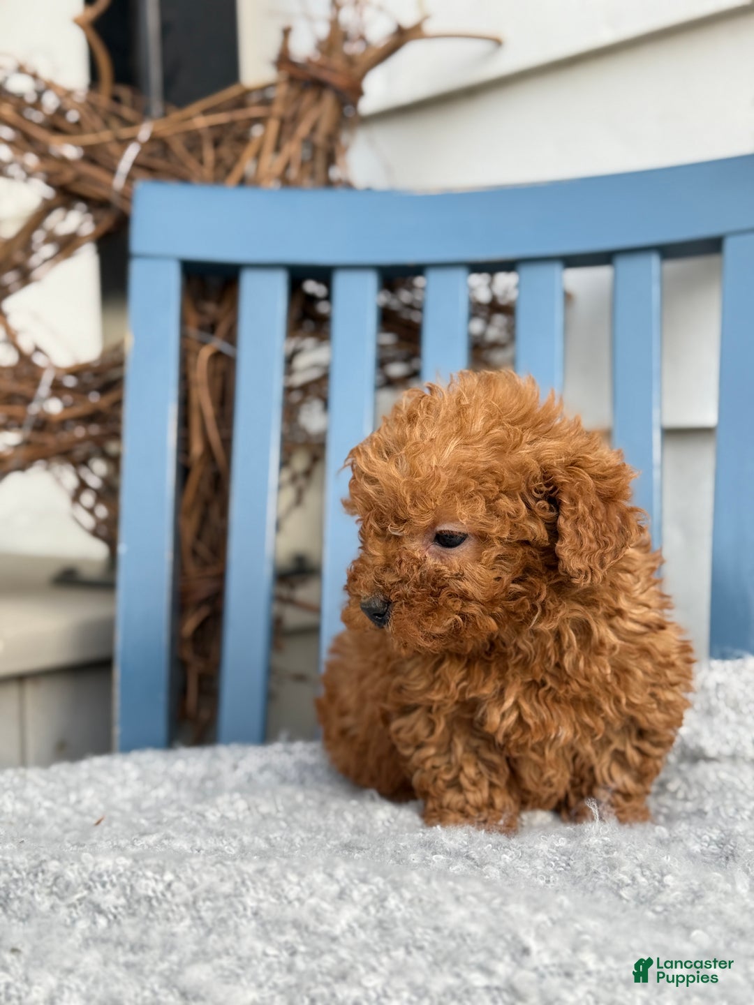 Toy Poodle dogs for sale: Otis - Ad 8