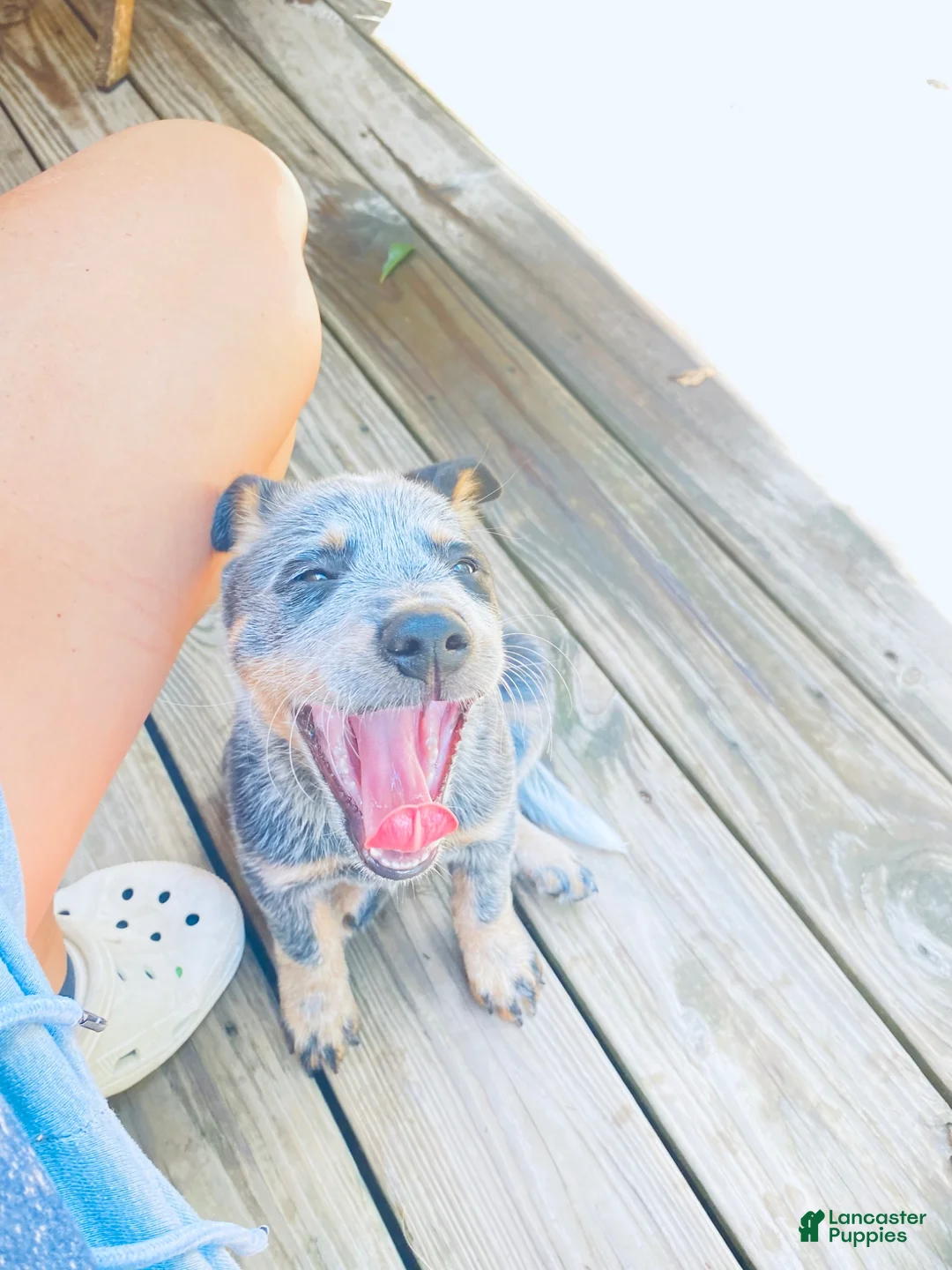 Australian Cattle Dog dogs for sale: Penny - Ad 2