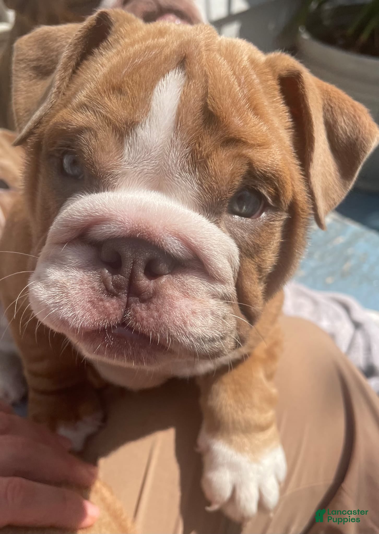 English Bulldog dogs English Bulldog 1taly - Ad 42