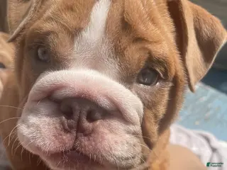 English Bulldog dogs English Bulldog 1taly - Ad 42