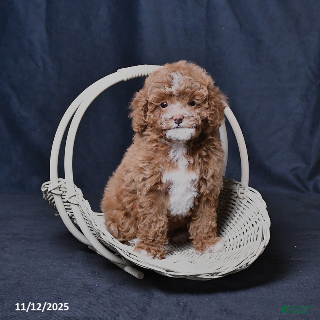 Toy Poodle dogs for sale: Wendy - Ad 5