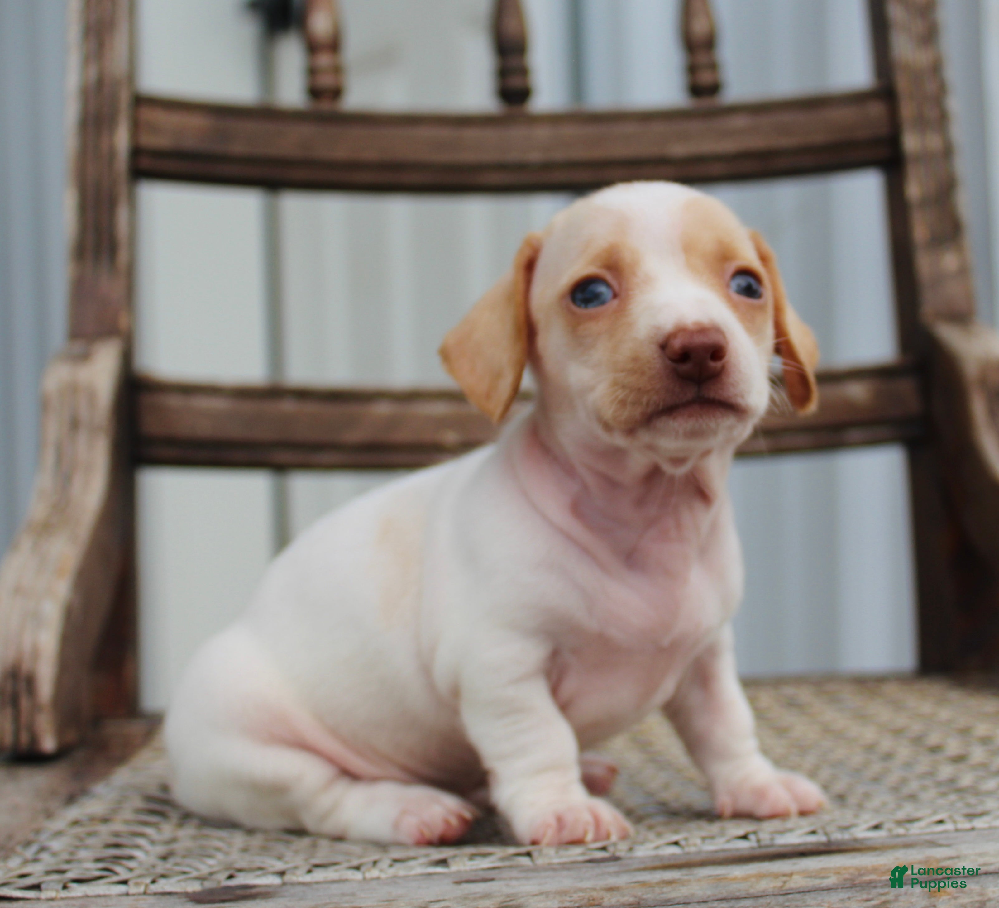 Miniature Dachshund dogs for sale: Aspen - Ad 3