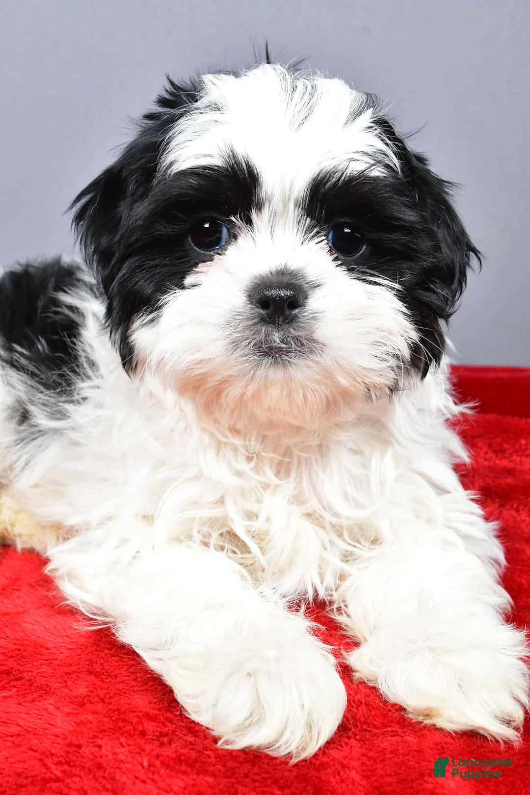 Shih Tzu dogs for sale: Noah - Ad 3