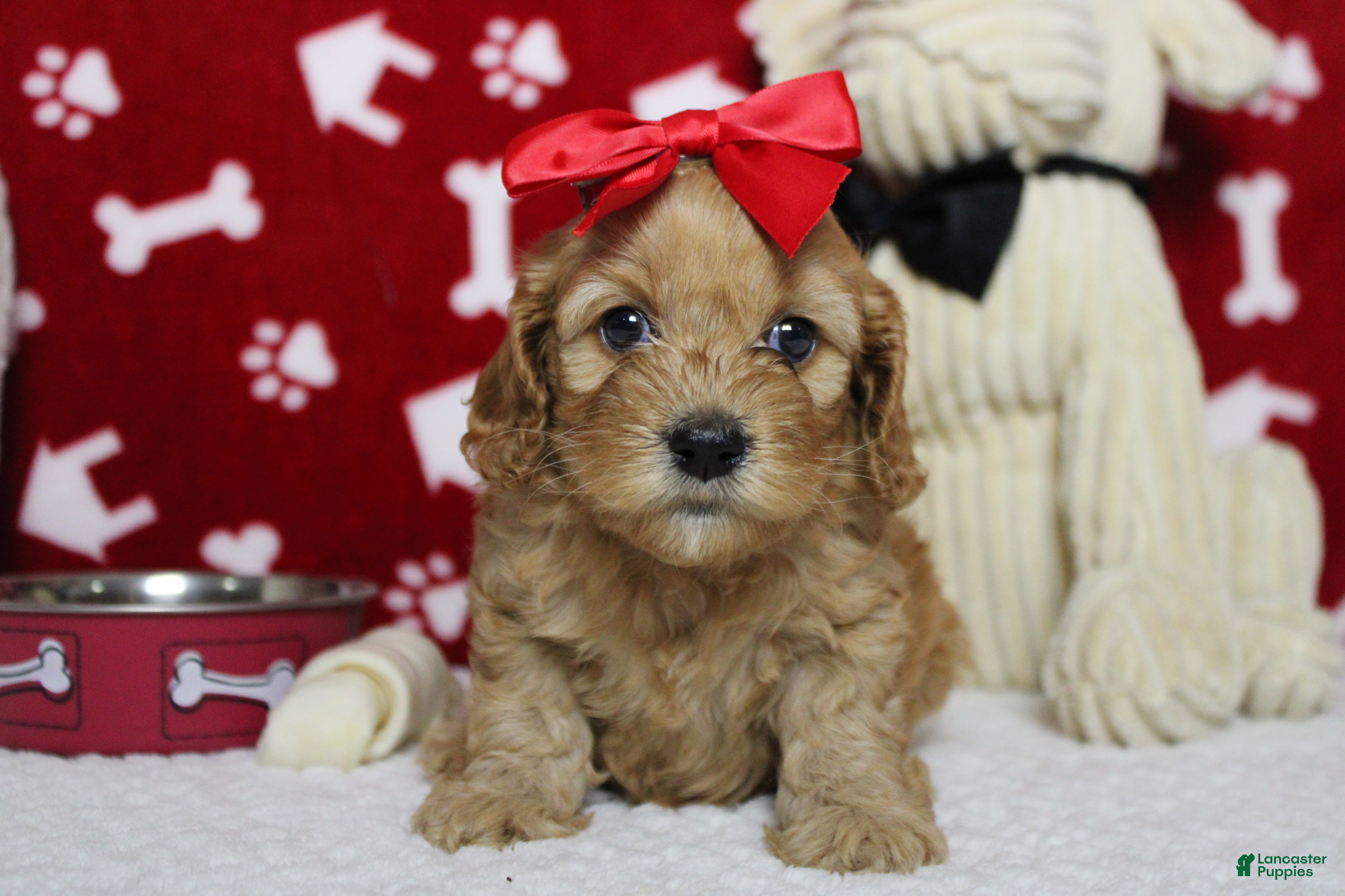 Cockapoo dogs Katie - Ad 8