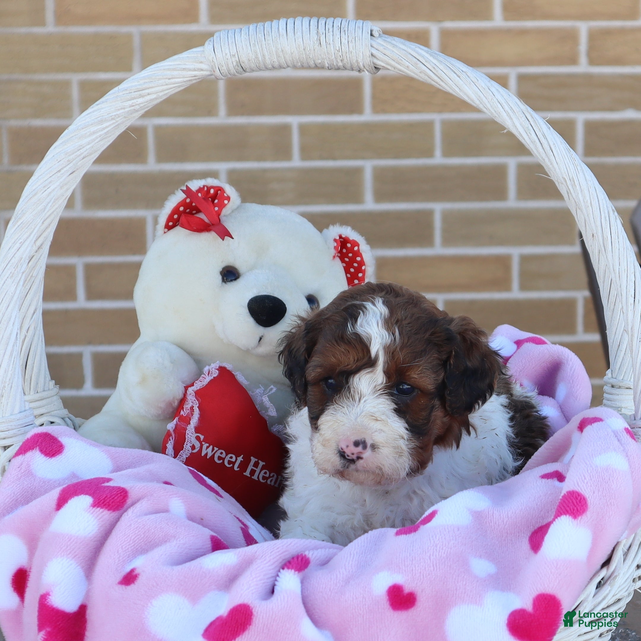 Mini Goldendoodle dogs Lance - Ad 1