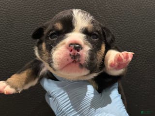 English Bulldog dogs for sale: Blackjack - Ad 3