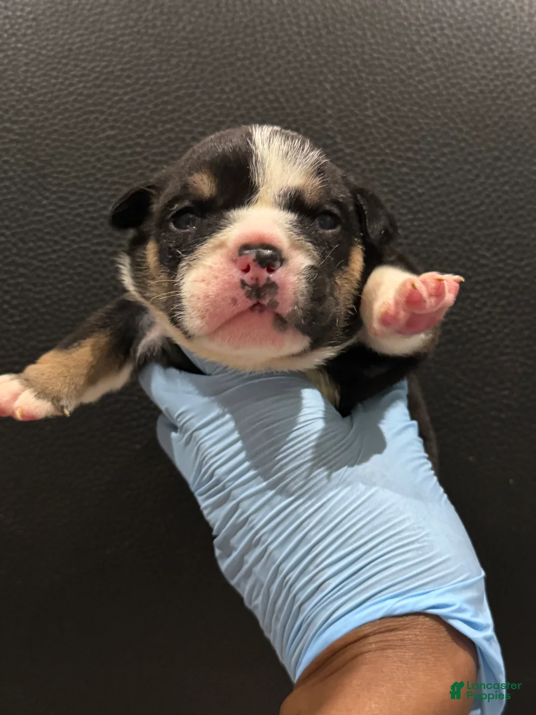 English Bulldog dogs for sale: Blackjack  - Ad 10