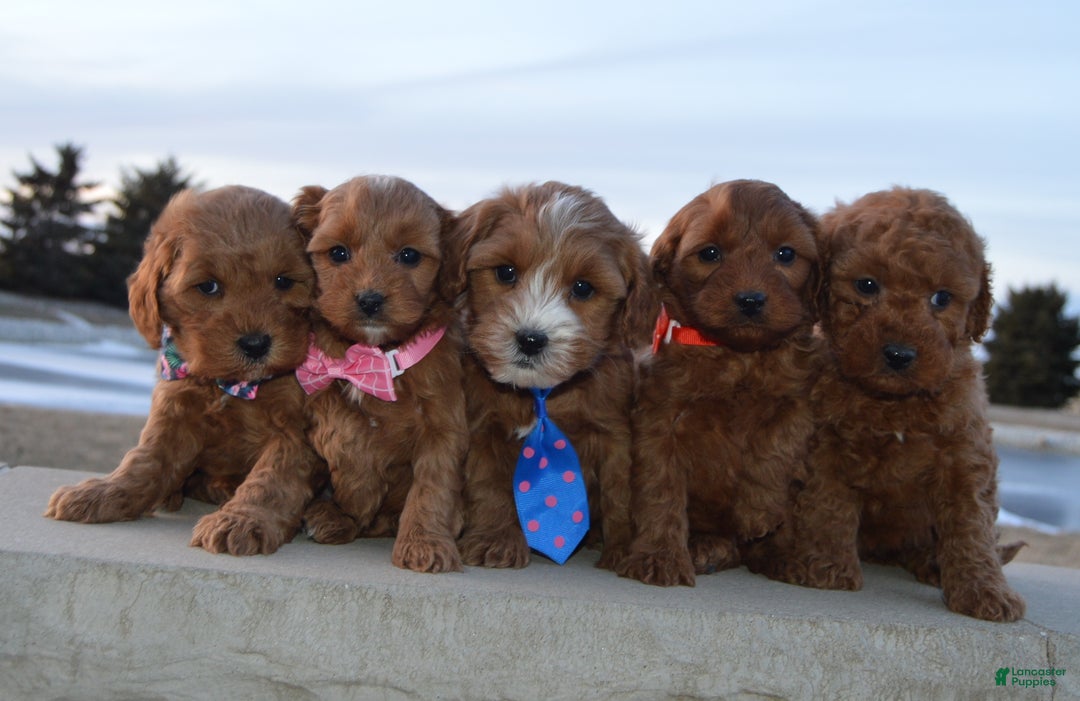 Cockapoo dogs for sale: Coco - Ad 12