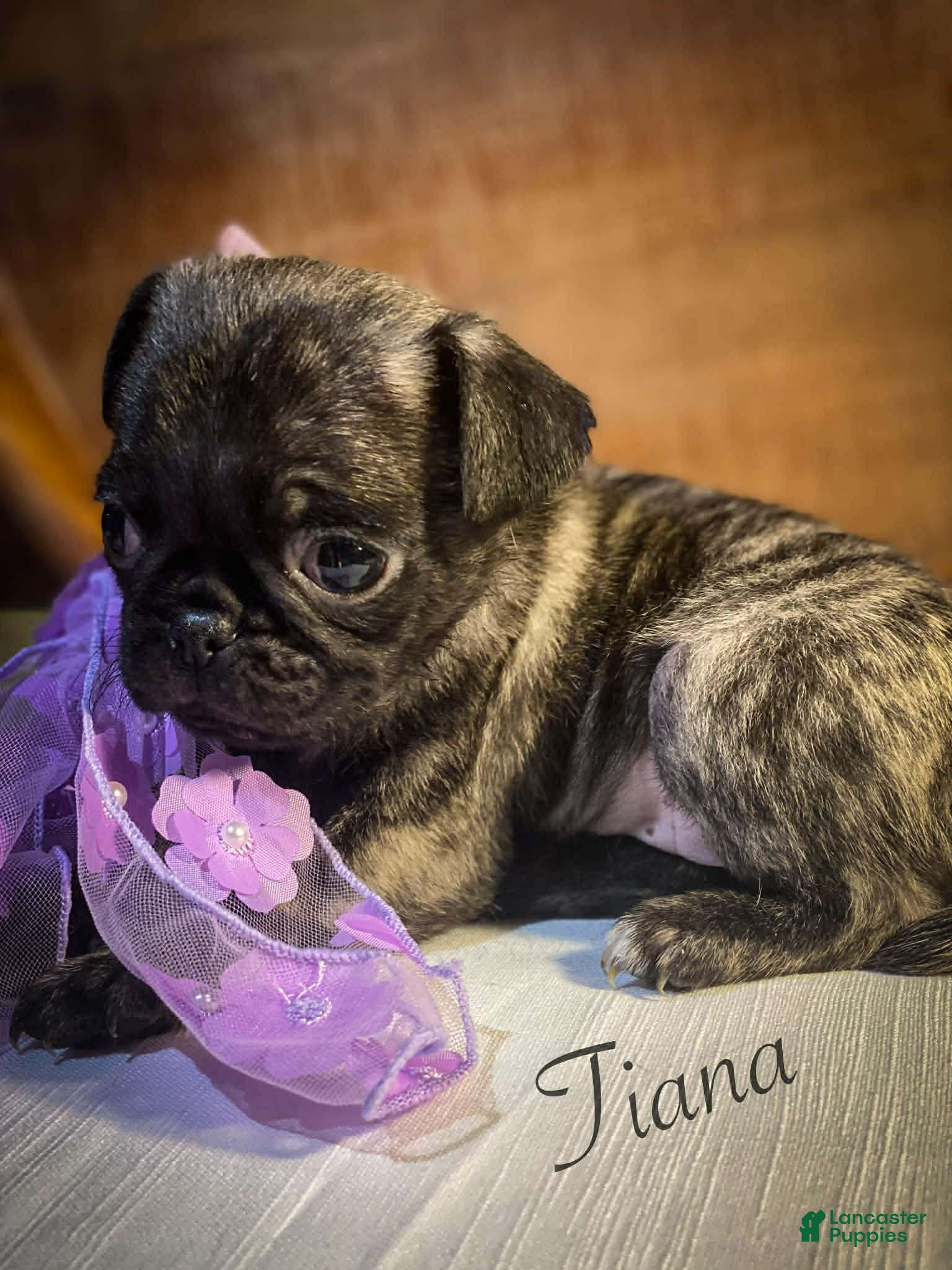 Pug dogs Tiana - Ad 1
