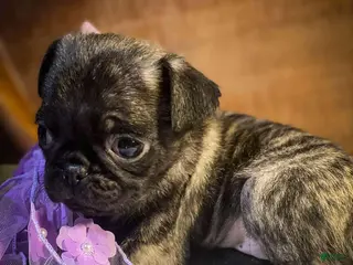 Pug dogs for sale: Tiana - Ad 1