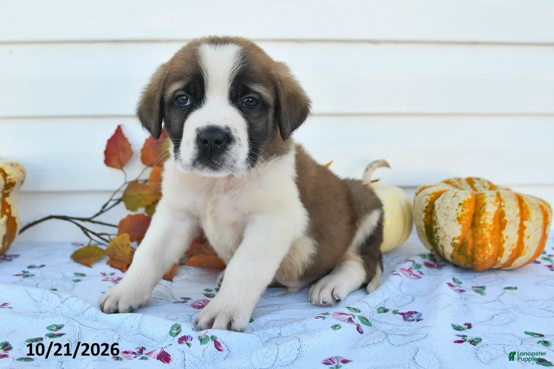 Saint Bernard dogs for sale: Lenny - Ad 3