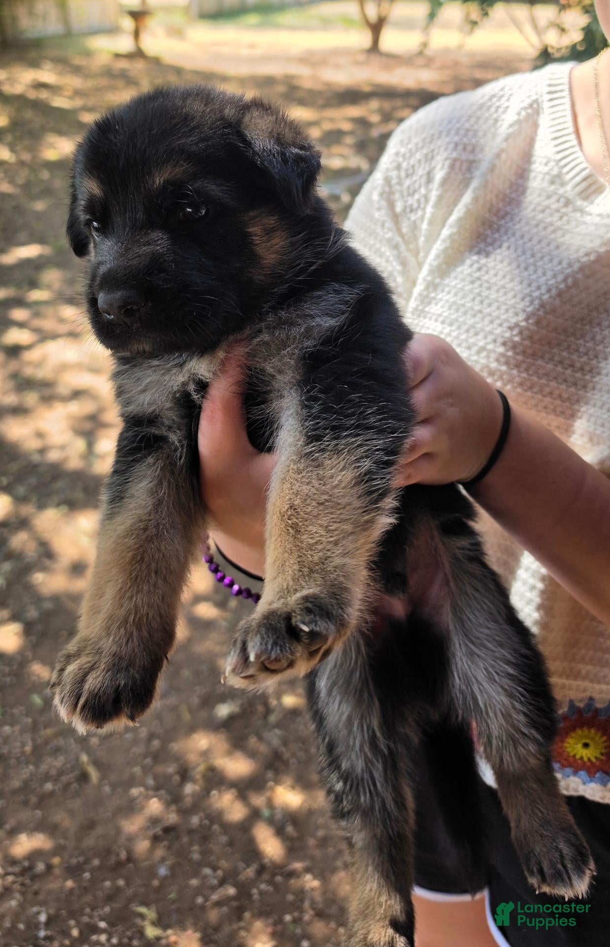 German Shepherd dogs German Shepherd 6 - Ad 33