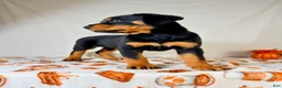 Rottweiler dogs for sale: AKC Duchess - Ad 5
