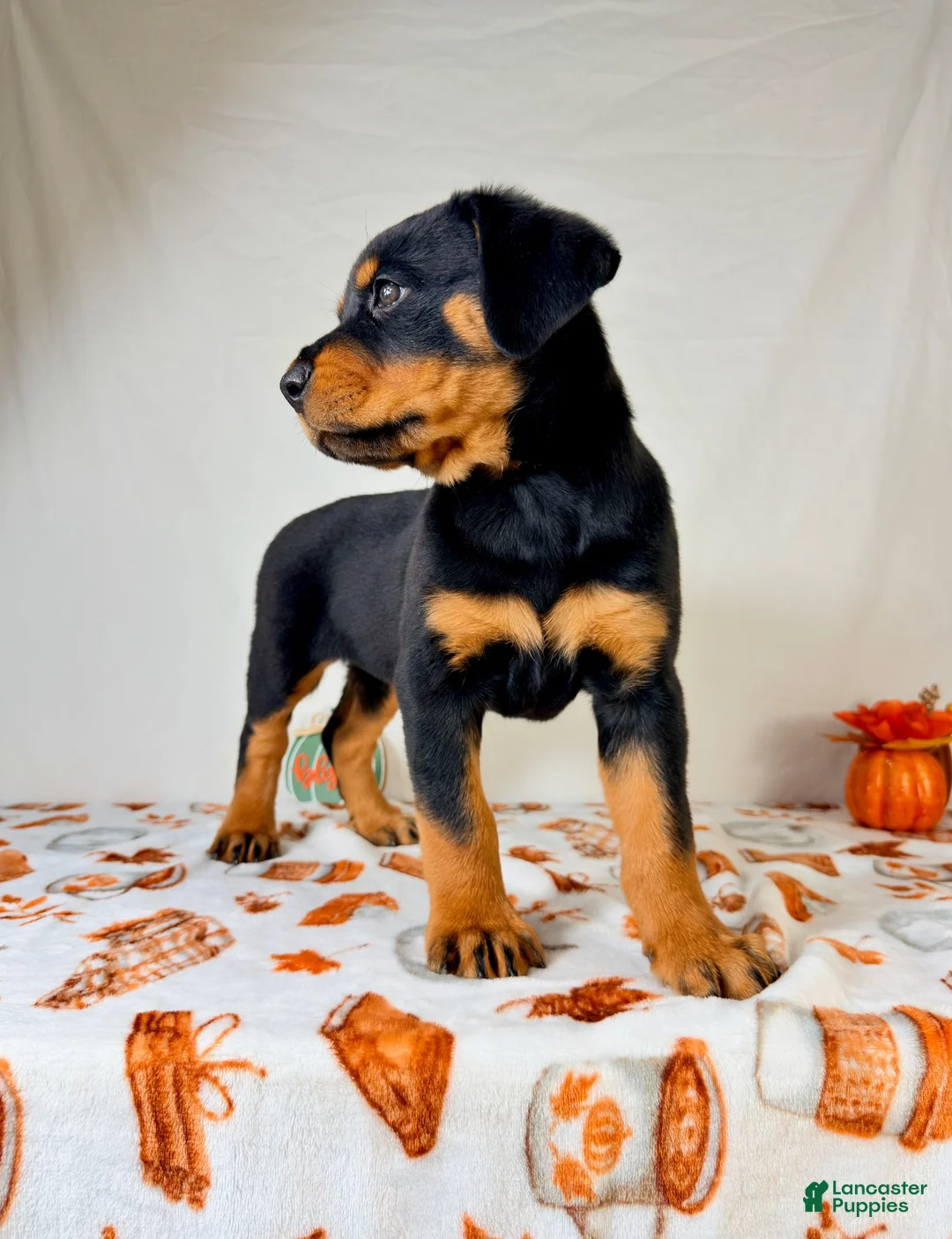 Rottweiler dogs for sale: AKC Duchess - Ad 5