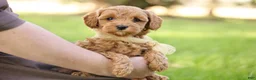 Goldendoodle dogs for sale: Ladybug - Ad 7