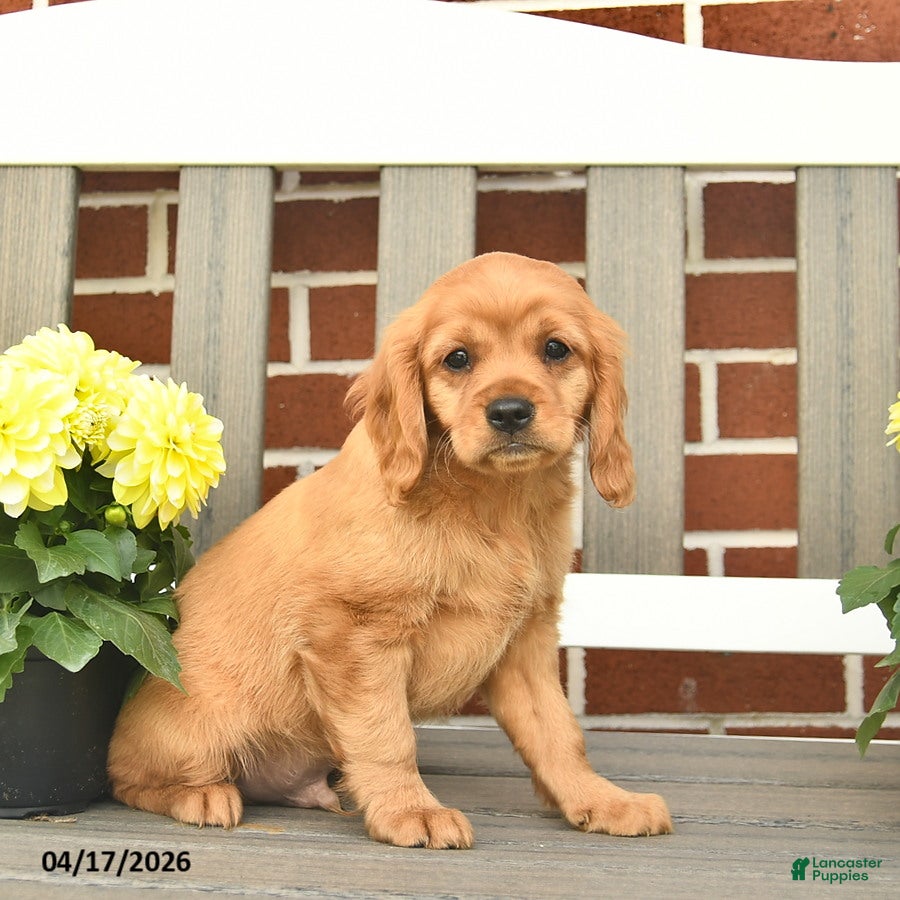 Miniature Golden Retriever dogs Bennet - Ad 1