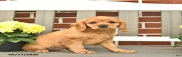 Miniature Golden Retriever dogs for sale: Bennet - Ad 7