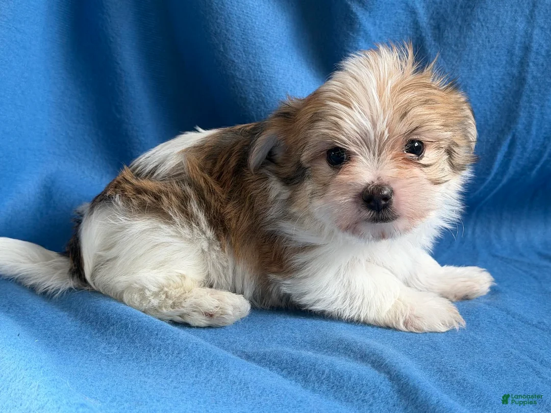 Morkie dogs for sale: Patrick - Ad 4