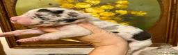 Great Dane dogs for sale: Carbon Creed's Azure Siren 🧜‍♀️ - Ad 8