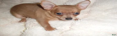 Chihuahua 3
