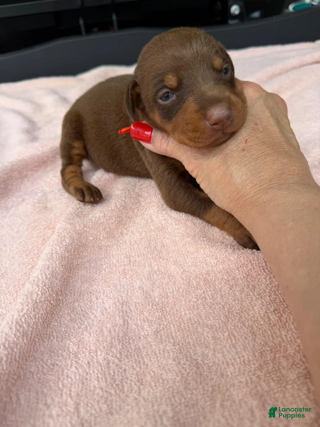 Doberman Pinscher dogs for sale: Doberman Pinscher Puppy 3 - Ad 1