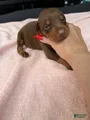 Doberman Pinscher Puppy 3