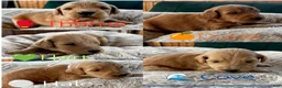 Goldendoodle dogs for sale: Onyx - Ad 6
