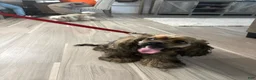 Cocker Spaniel dogs for sale: Cocker Spaniel Puppy 6 - Ad 3