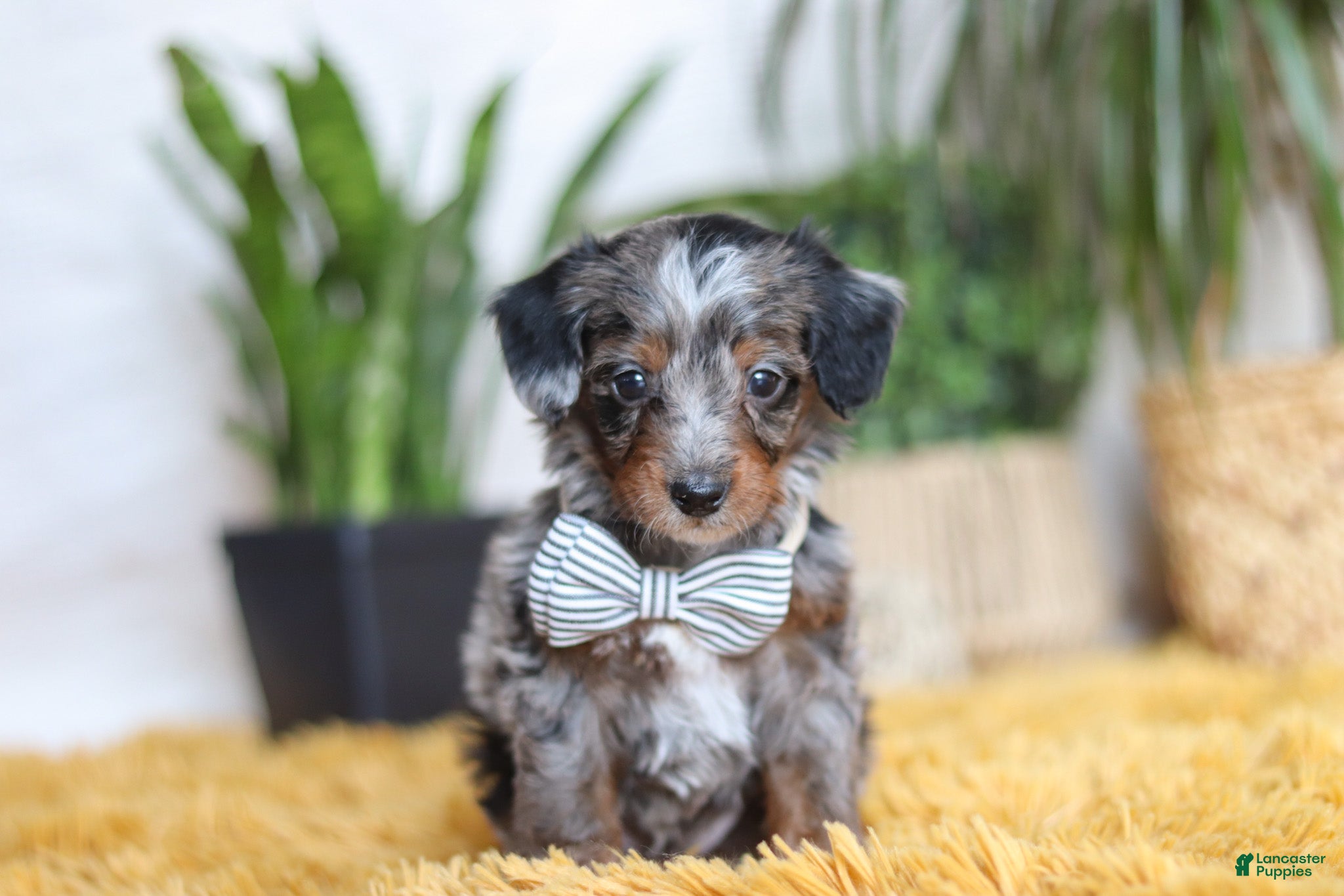 Yorkiepoo dogs Enzo - Ad 1