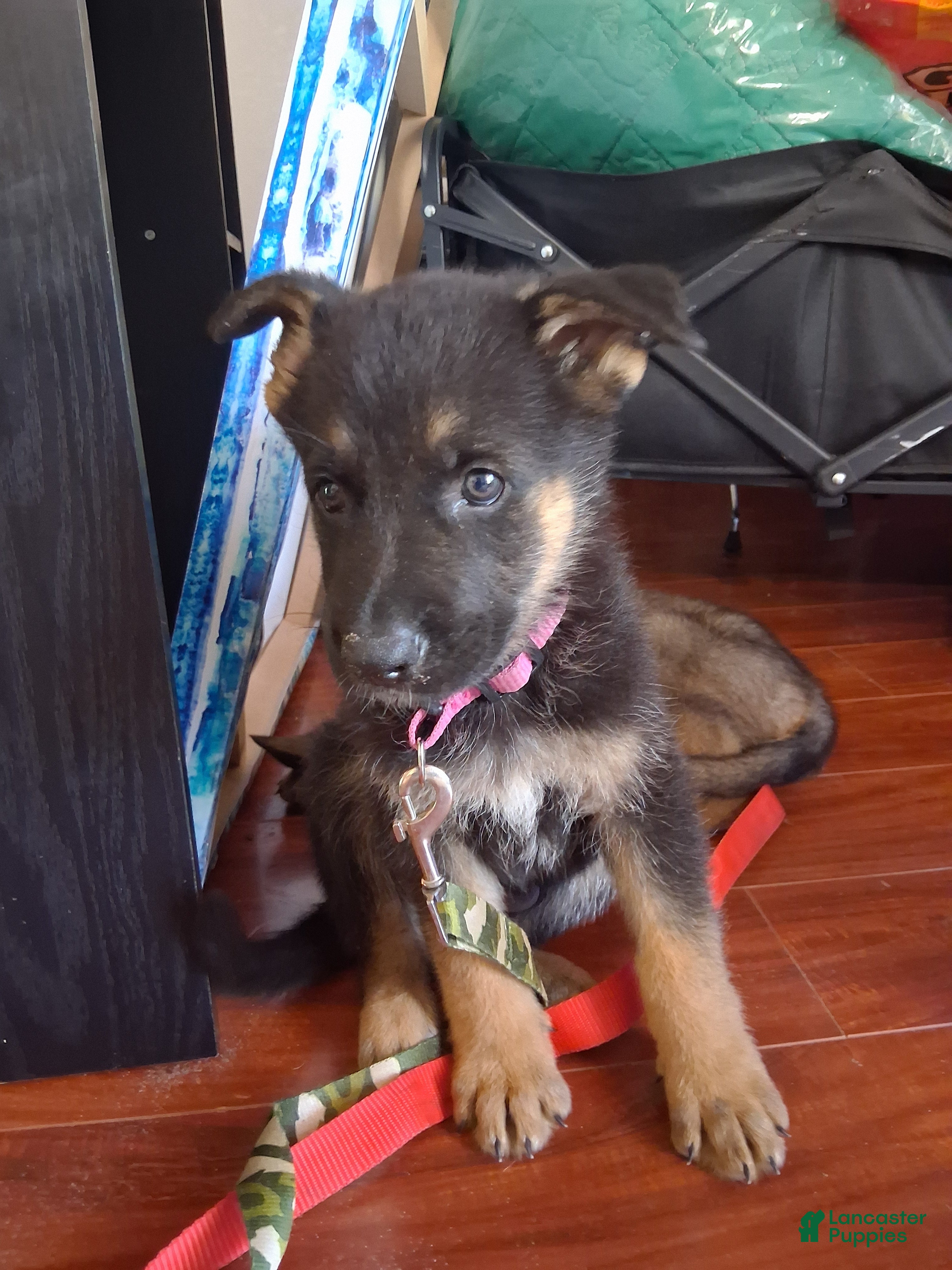 German Shepherd dogs German Shepherd Puppy 1 - Ad 6