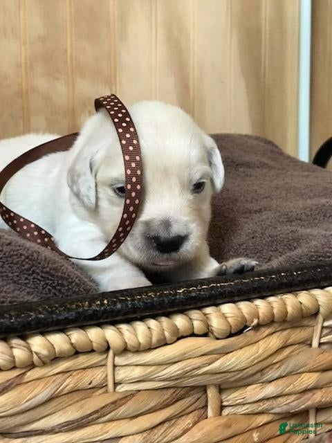 Golden Retriever dogs Miss Chocolate  - Ad 7