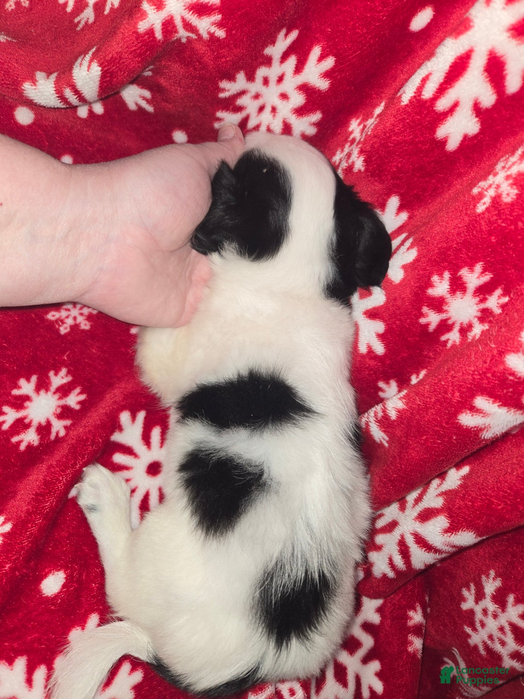 Chihuahua dogs for sale: Longhair Domino boy - Ad 2