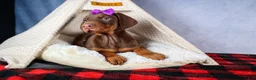 Doberman Pinscher dogs for sale: FANNIE - Ad 11