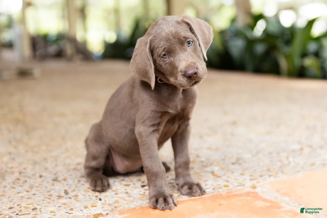 Labrador Retriever dogs for sale: Purple-Female - Ad 1