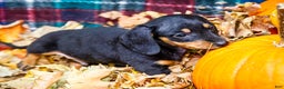 Miniature Dachshund dogs for sale: Roger - Ad 9