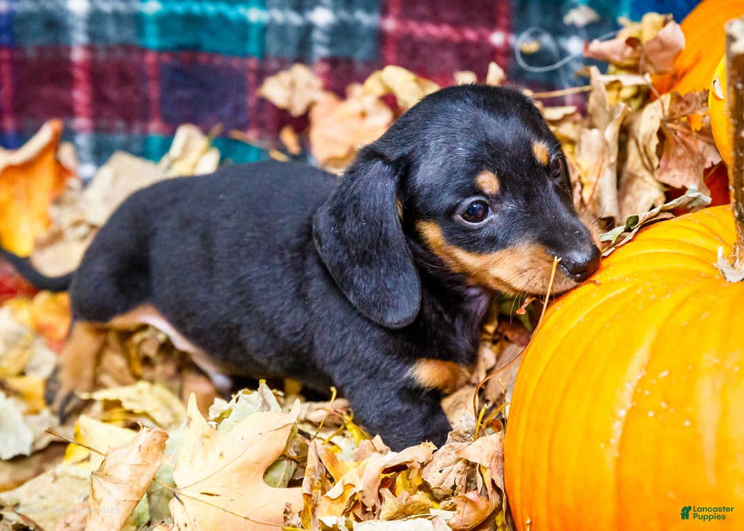 Miniature Dachshund dogs for sale: Roger - Ad 9