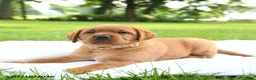 Labrador Retriever dogs for sale: Hunney - Ad 3